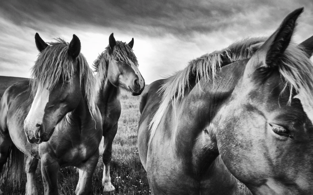 Konie na zdjęciach fotografów National Geographic