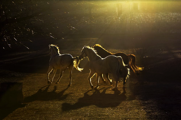 Konie na zdjęciach fotografów National Geographic