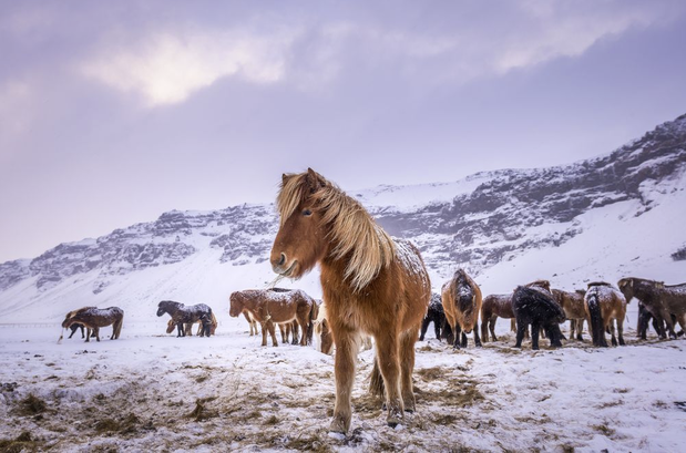 Konie na zdjęciach fotografów National Geographic