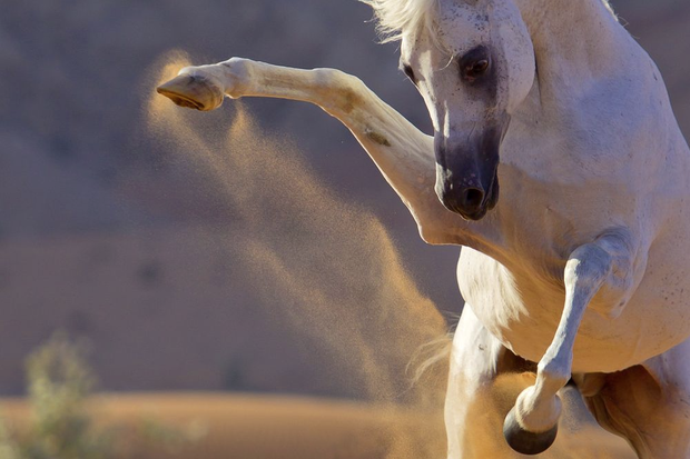 Konie na zdjęciach fotografów National Geographic