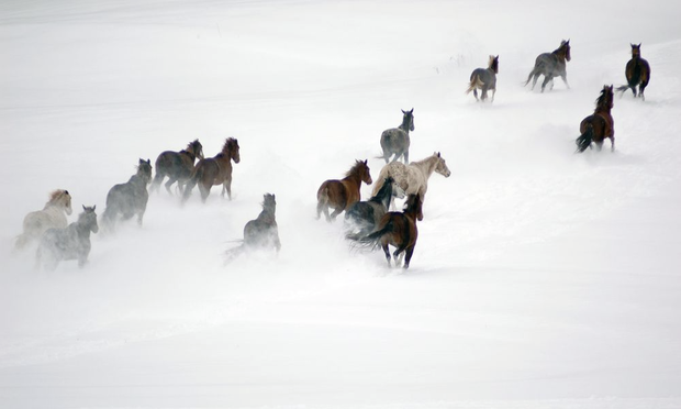 Konie na zdjęciach fotografów National Geographic