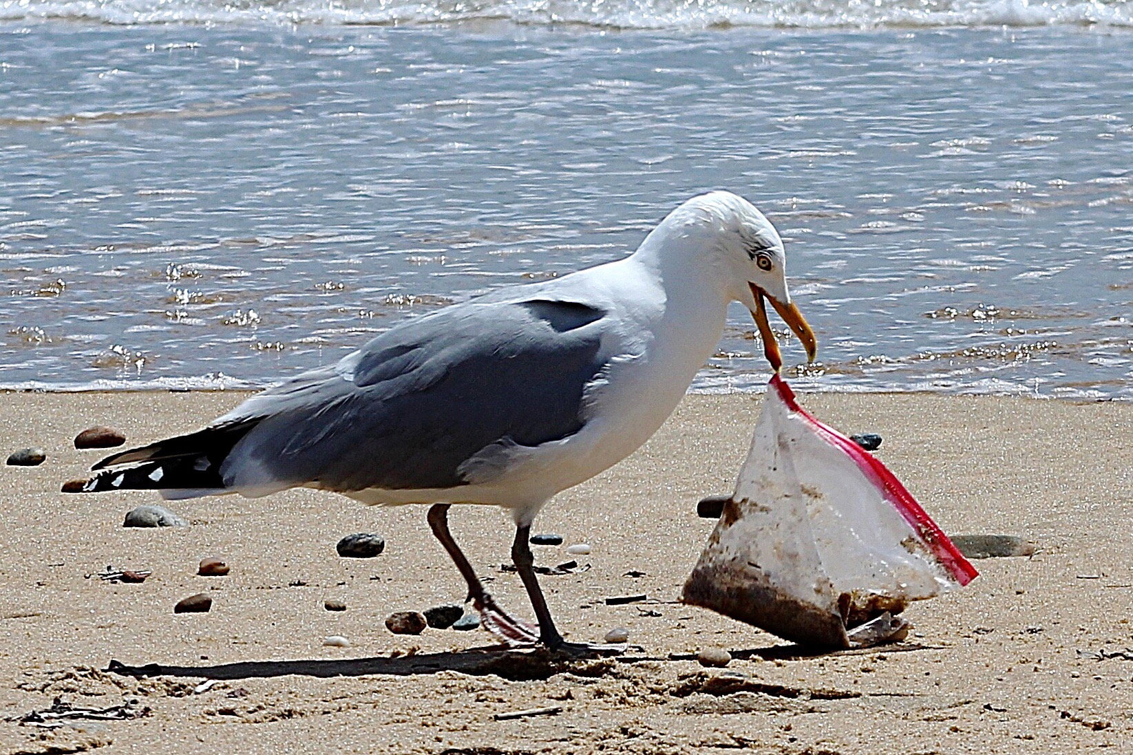 To przerażające. Do 2050 roku KAŻDY morski ptak będzie nosił w sobie plastik