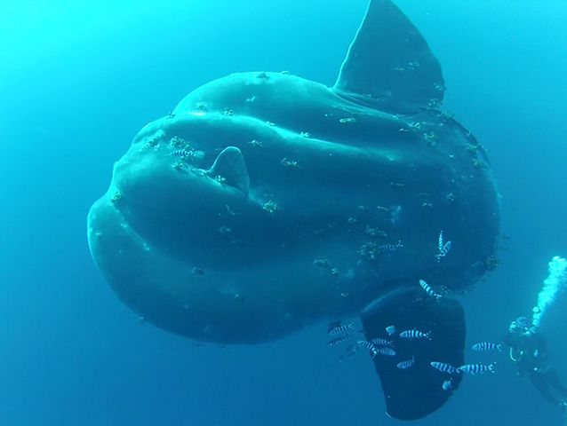 Rekordowo wielka ryba kostnoszkieletowa znaleziona w pobliżu Azorów. Ile ważyła? (fot. Fishbase.de, Wikimedia Commons, CC-BY-SA-4.0)