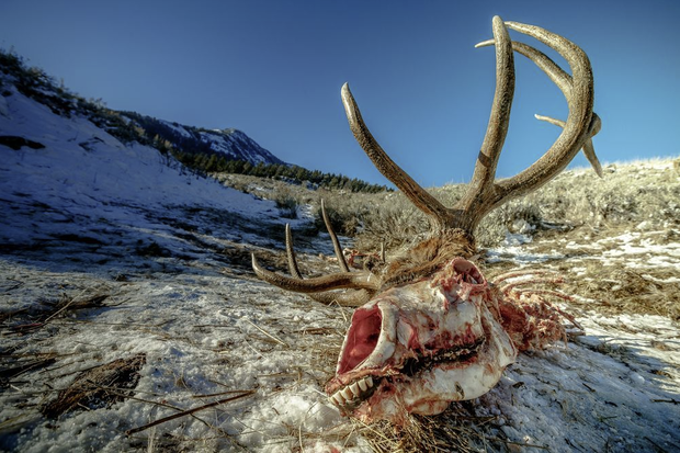 Zima w Yellowstone nie jest dla słabych