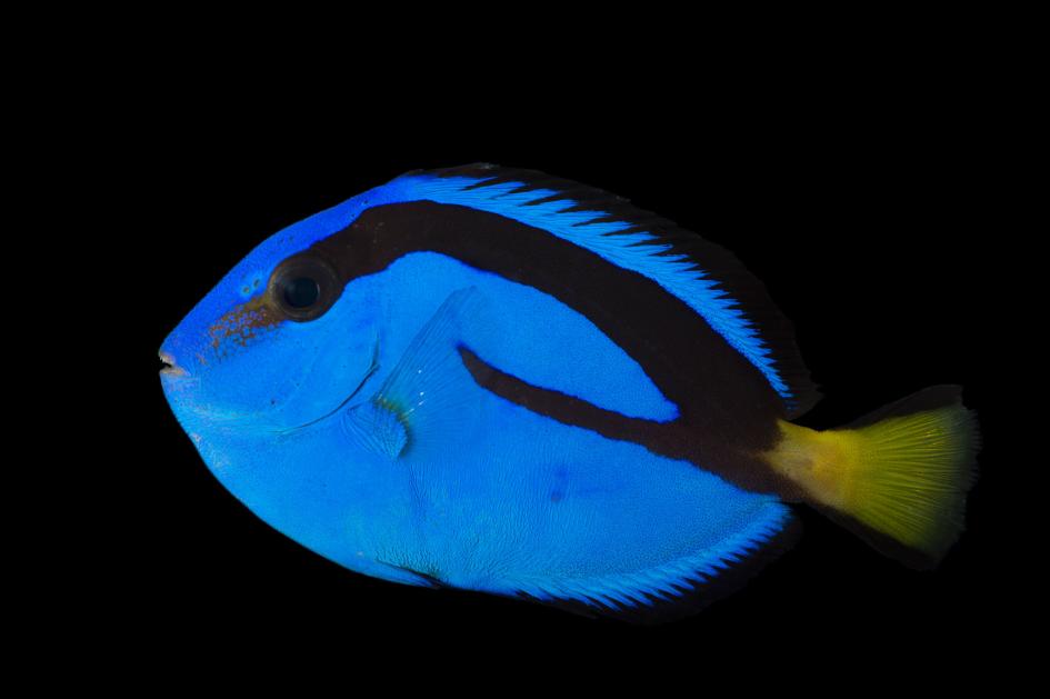 Ratujemy „Dory”. Rybka po raz pierwszy jest hodowana w niewoli