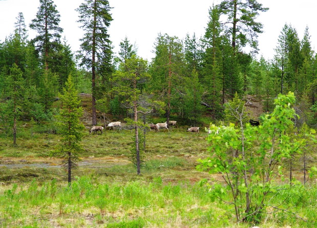 Laponia, kraina reniferów