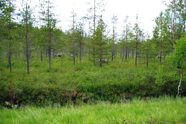 Laponia, kraina reniferów