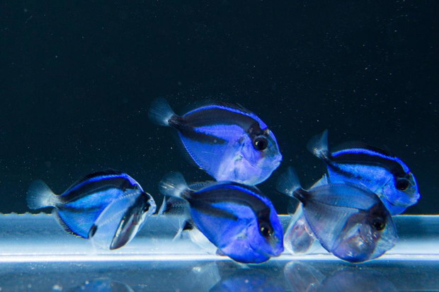 Ratujemy „Dory”. Rybka po raz pierwszy jest hodowana w niewoli