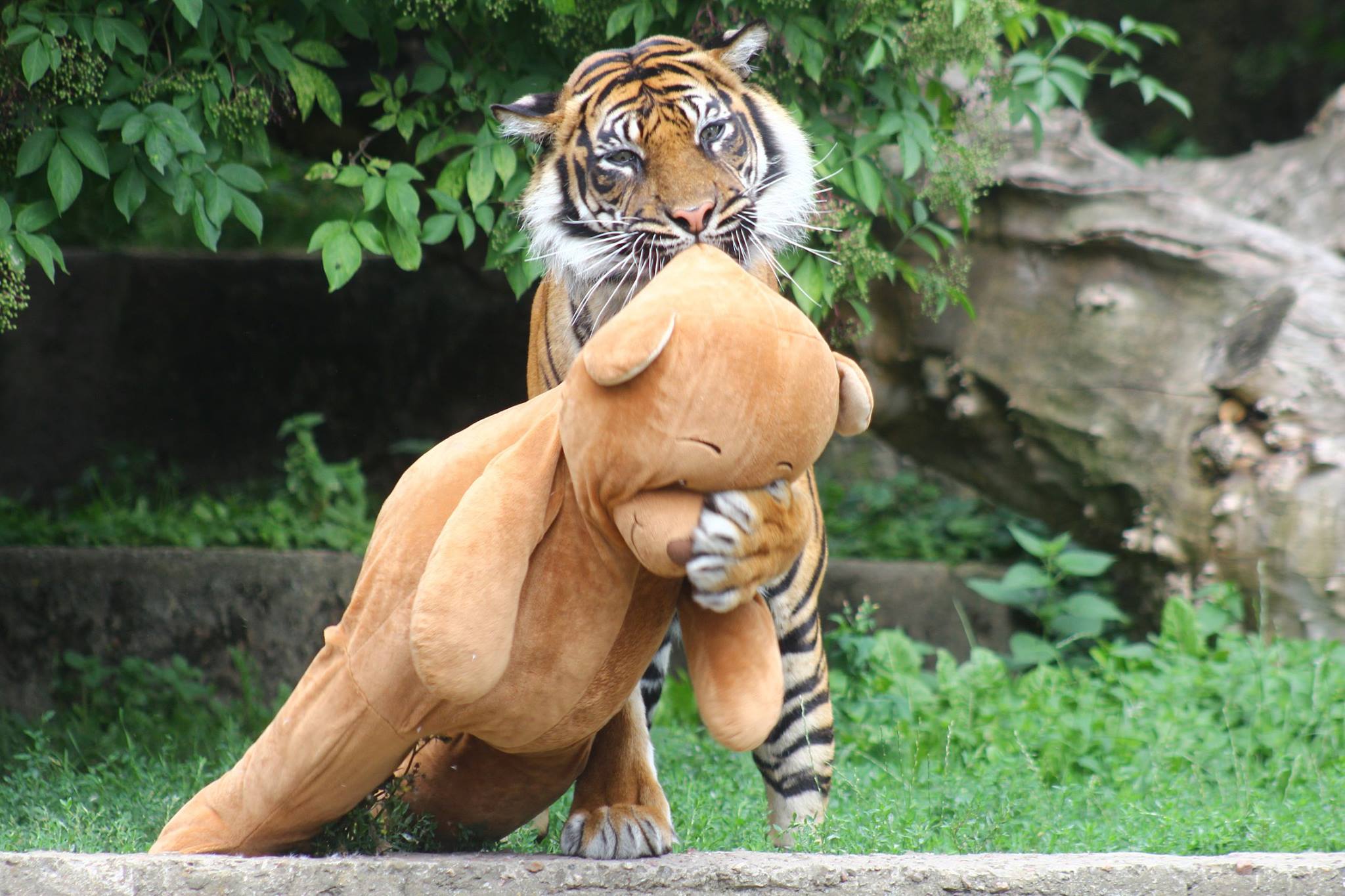 Są zachwycone i bawią się jak dzieci. Zwierzęta w Warszawskim ZOO dostały prezenty