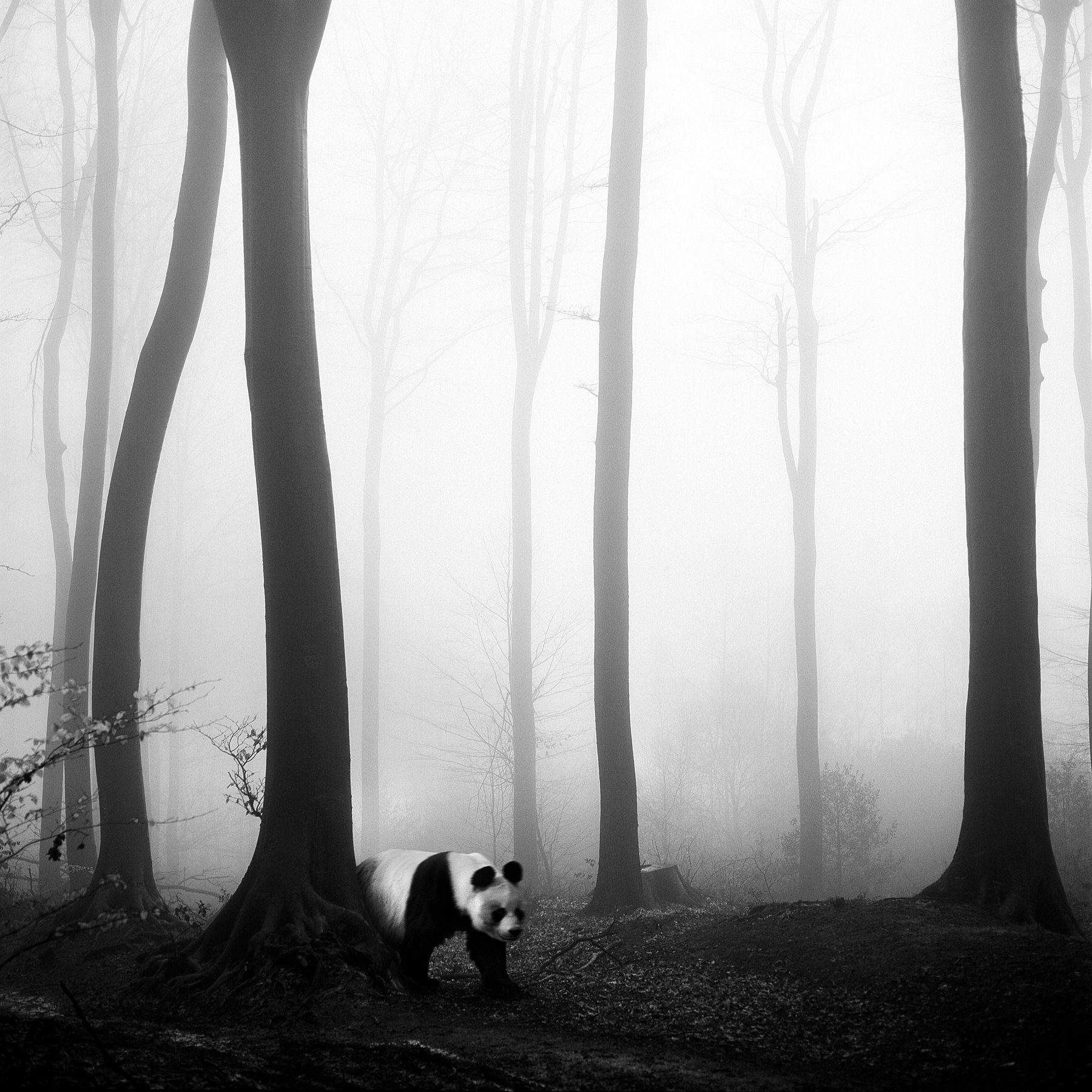 Tierwald