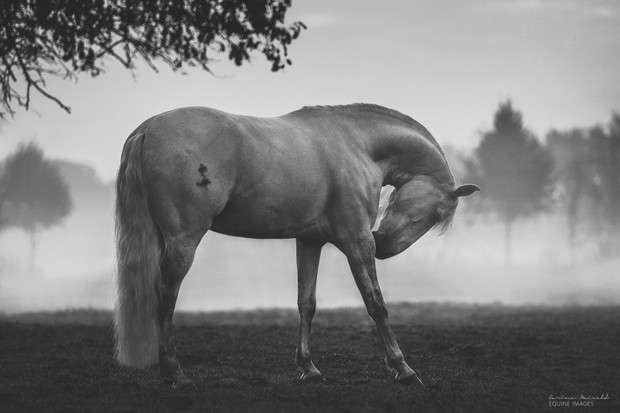 Pokora