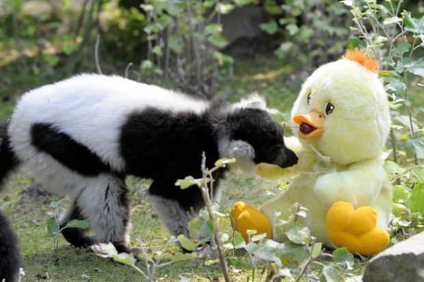 Są zachwycone i bawią się jak dzieci. Zwierzęta w Warszawskim ZOO dostały prezenty