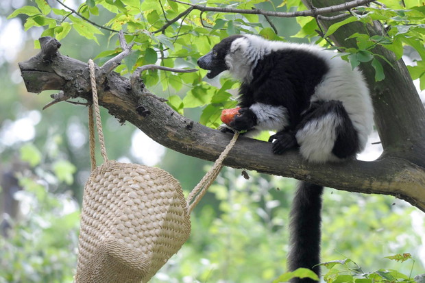 Są zachwycone i bawią się jak dzieci. Zwierzęta w Warszawskim ZOO dostały prezenty