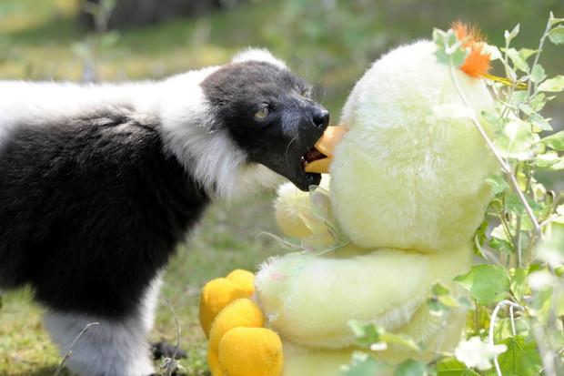 Są zachwycone i bawią się jak dzieci. Zwierzęta w Warszawskim ZOO dostały prezenty