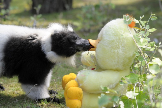 Są zachwycone i bawią się jak dzieci. Zwierzęta w Warszawskim ZOO dostały prezenty