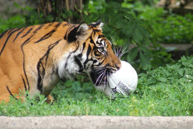 Są zachwycone i bawią się jak dzieci. Zwierzęta w Warszawskim ZOO dostały prezenty