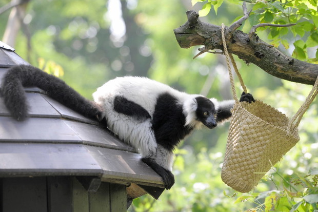 Są zachwycone i bawią się jak dzieci. Zwierzęta w Warszawskim ZOO dostały prezenty