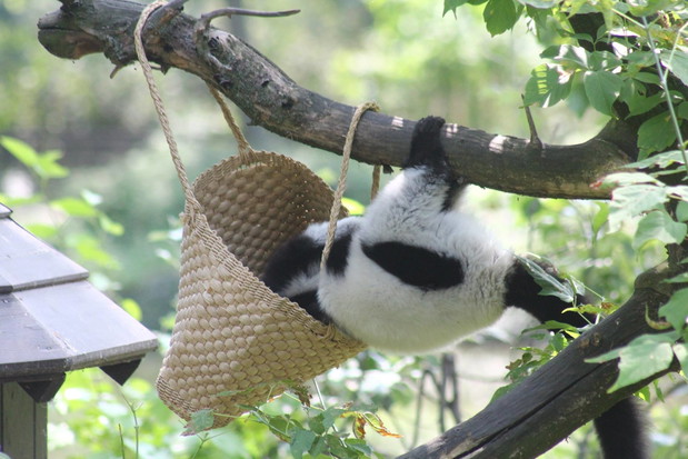 Są zachwycone i bawią się jak dzieci. Zwierzęta w Warszawskim ZOO dostały prezenty