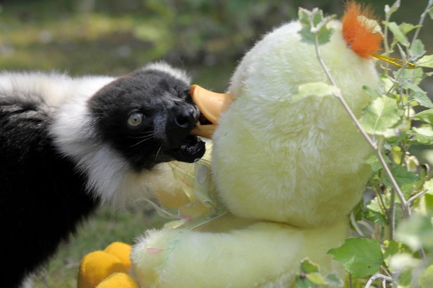 Są zachwycone i bawią się jak dzieci. Zwierzęta w Warszawskim ZOO dostały prezenty