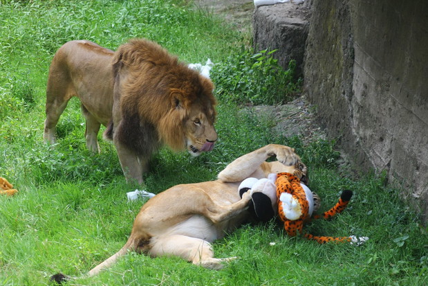 Są zachwycone i bawią się jak dzieci. Zwierzęta w Warszawskim ZOO dostały prezenty