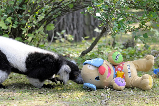 Są zachwycone i bawią się jak dzieci. Zwierzęta w Warszawskim ZOO dostały prezenty