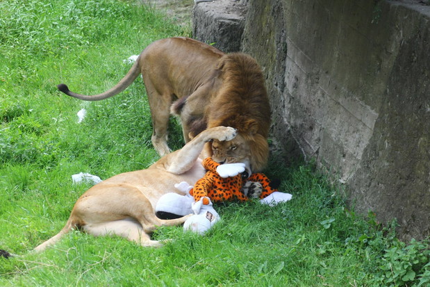 Są zachwycone i bawią się jak dzieci. Zwierzęta w Warszawskim ZOO dostały prezenty
