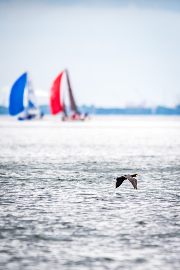 Święto pięknych żagli i walki z wiatrem. Najlepsze zdjęcia z Volvo Gdynia Sailing Days 2016
