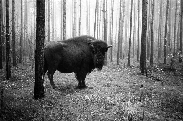 Tierwald