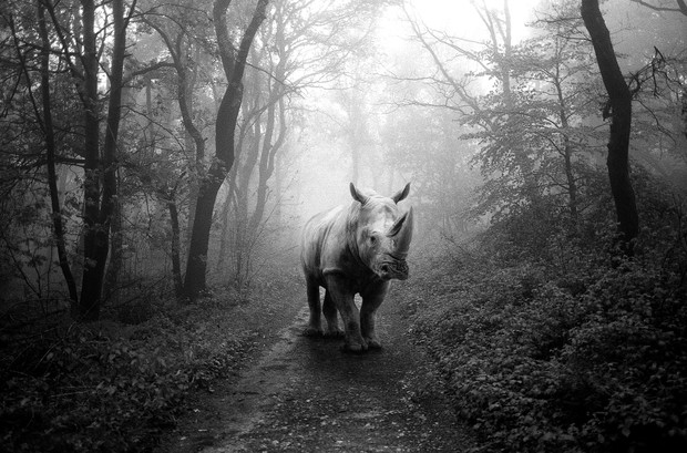 Tierwald