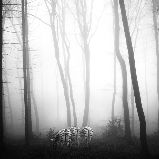 Tierwald