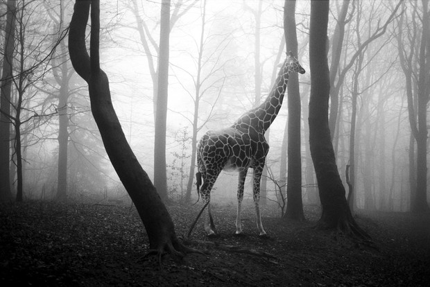 Tierwald
