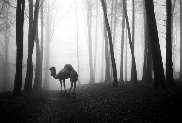 Tierwald