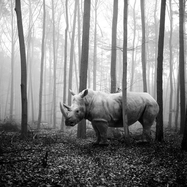 Tierwald
