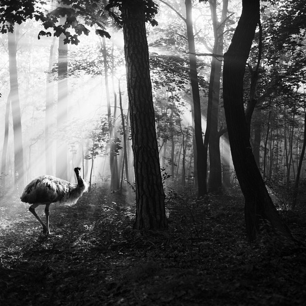 Tierwald