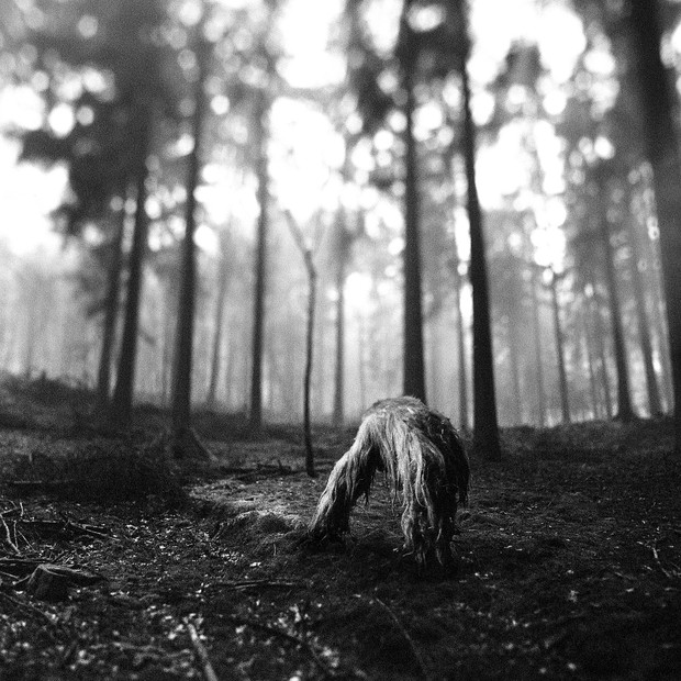 Tierwald