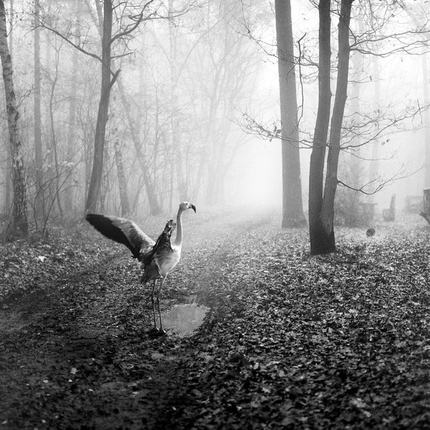 Tierwald