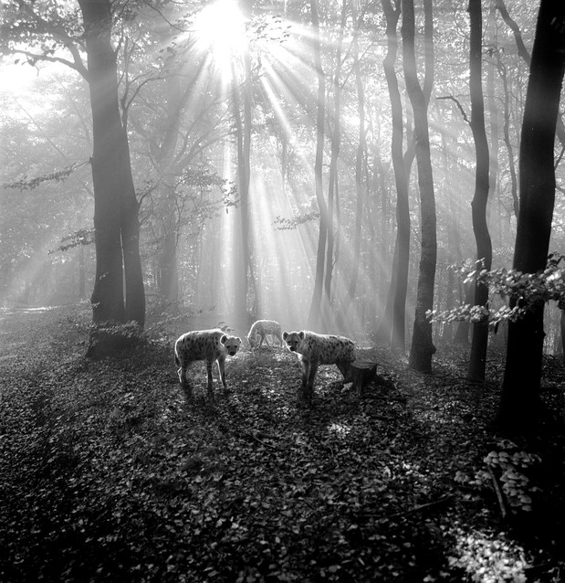 Tierwald