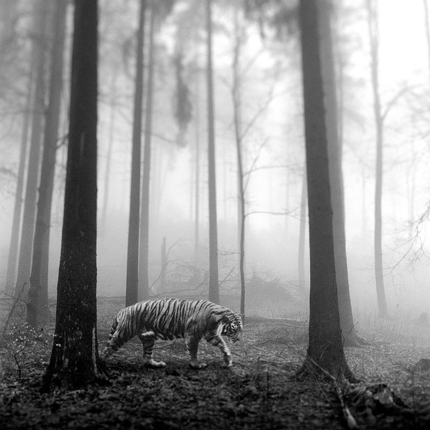 Tierwald