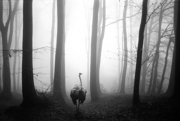 Tierwald