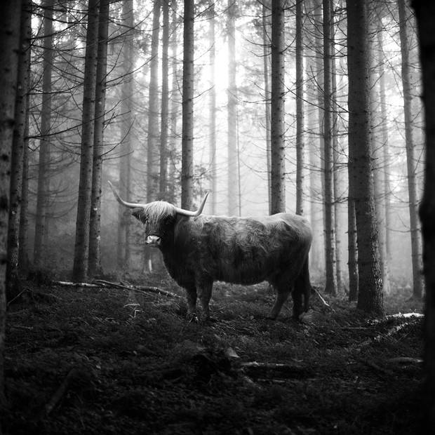 Tierwald