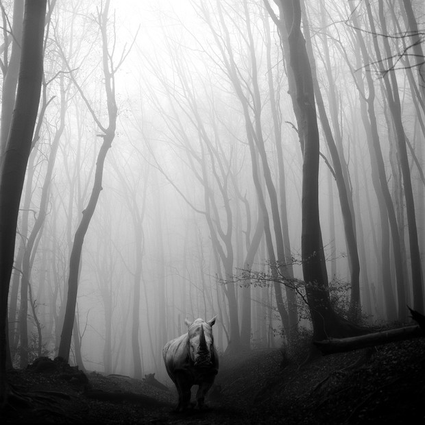 Tierwald