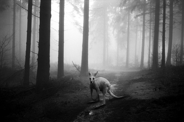 Tierwald