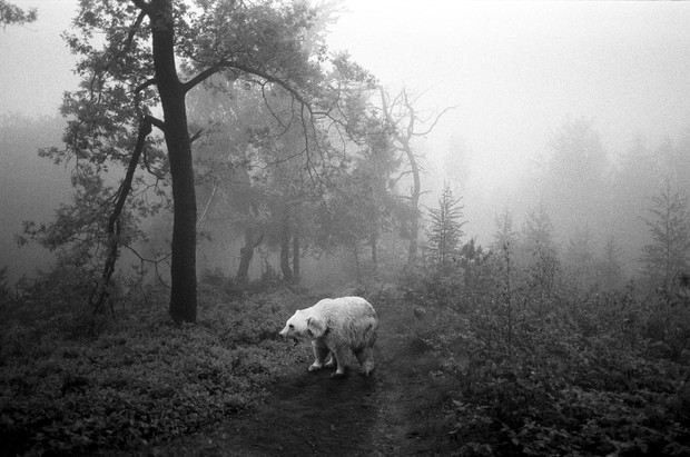 Tierwald