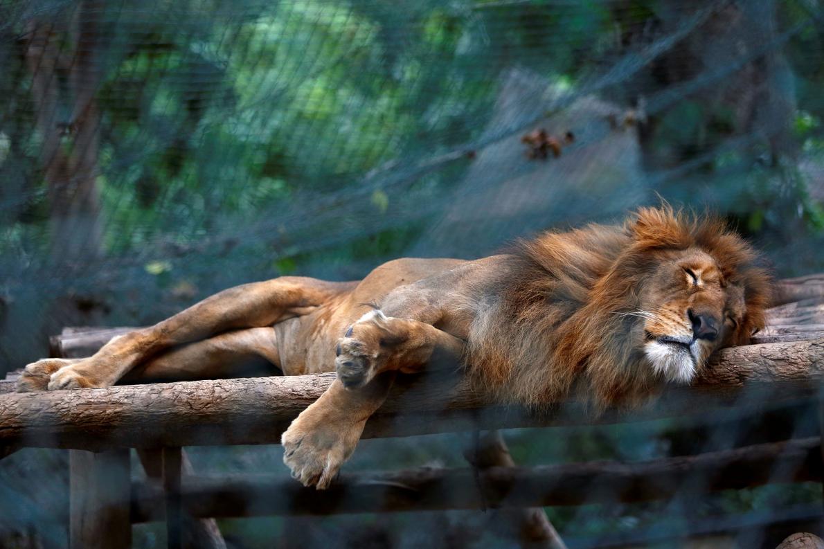 W wenezuelskich ogrodach zoologicznych zwierzęta padają z głodu