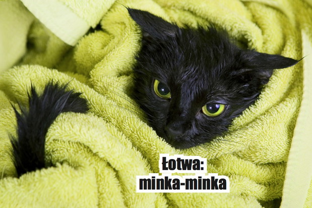 Jak wołać koty w różnych językach? Zdziwisz się i z pewnością nie raz uśmiechniesz