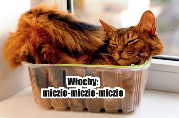 Jak wołać koty w różnych językach? Zdziwisz się i z pewnością nie raz uśmiechniesz