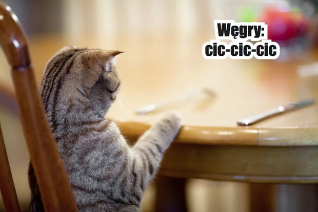 Jak wołać koty w różnych językach? Zdziwisz się i z pewnością nie raz uśmiechniesz