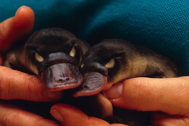 Opiekun w zoo kołysze rzadko występującą parę malutkich bliźniąt dziobaka w Healesville Sanctuary w Australii.