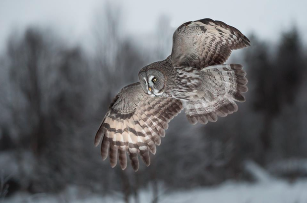 Piękno natury w ujęciu młodego fotografa z Finlandii