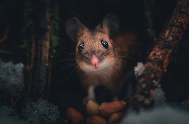 Piękno natury w ujęciu młodego fotografa z Finlandii
